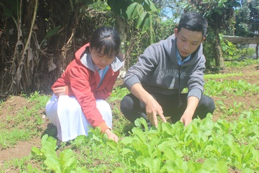 Học sinh lớp 12 chế ra phân hữu cơ để trồng rau sạch