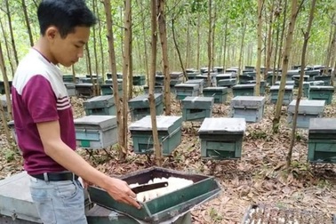 Hơn 200 tổ ong bất ngờ chết đồng loạt