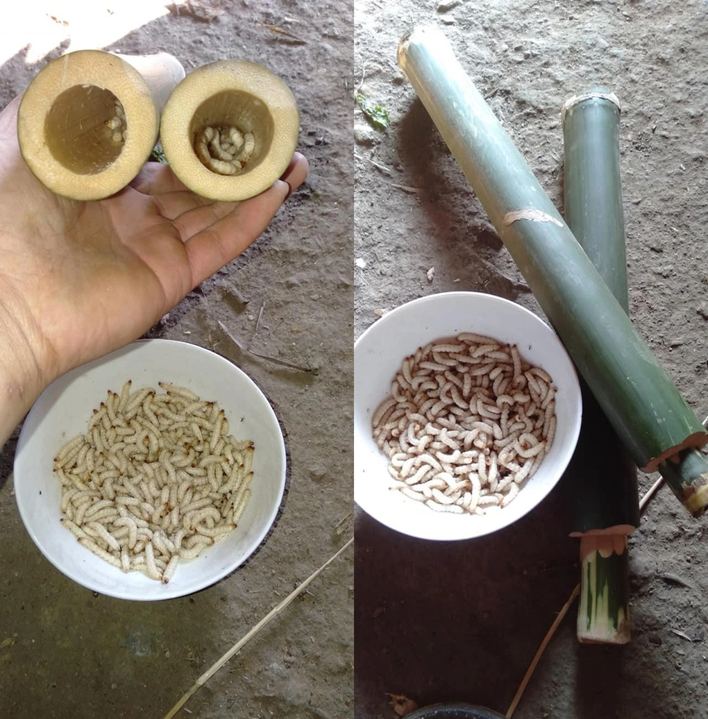 Khách Tây vào rừng sâu của Việt Nam, sợ hết hồn thử món sâu bò nhung nhúc - 2 Khách Tây vào rừng sâu của Việt Nam, sợ hết hồn thử món sâu bò nhung nhúc - 2