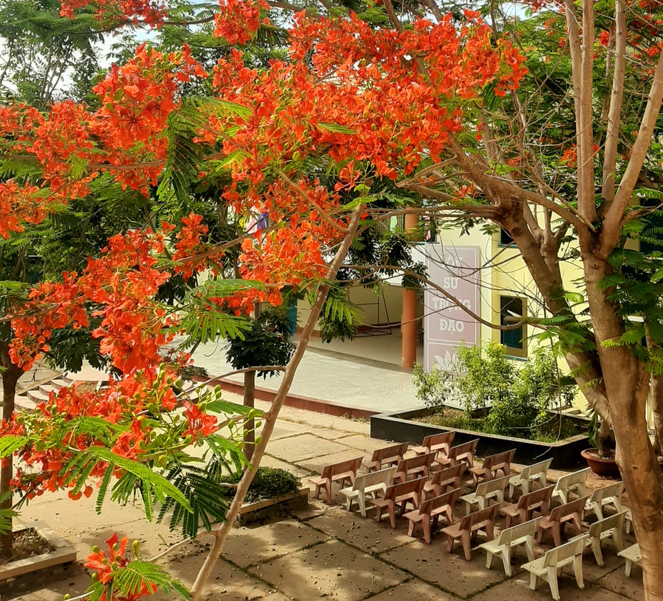 Phượng vĩ “nhuộm đỏ” thành phố Sóc Trăng - 9 Phượng vĩ “nhuộm đỏ” thành phố Sóc Trăng - 9