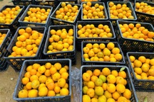 Người Cơtu ở vùng biên giới bội thu từ vườn cam trăm tuổi