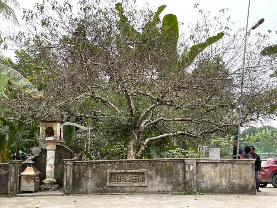 Cây đào khủng trăm tuổi vừa xuống phố được trả hơn 120 triệu đồng - 4 Cây đào khủng trăm tuổi vừa xuống phố được trả hơn 120 triệu đồng - 4