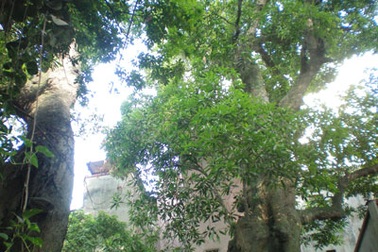 “Đại lão mộc” ngàn tuổi ở đền Voi Phục