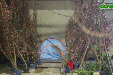 Lọ mọ đêm hôm trông đào quất Tết ở Hà Nội