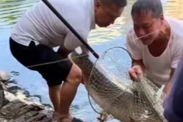 Bắt được con cá "mõm dài" nặng 37kg ở Hà Nội, 2 người hì hục vác lên bờ