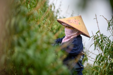 Người trồng đào Nhật Tân tất bật tuốt lá chuẩn bị cho Tết Nhâm Dần