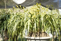 Hoa địa lan Trần Mộng Sa Pa 1,5 triệu đồng/cành không có hàng mà bán