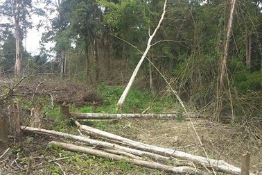 Gần 1.200ha diện tích rừng “bị mất”, kiến nghị chuyển cơ quan điều tra