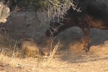 Tấn công con mồi, sư tử bất ngờ trở thành bữa ăn của trâu rừng