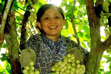 Cần Thơ: Vàng rực dâu Hạ Châu