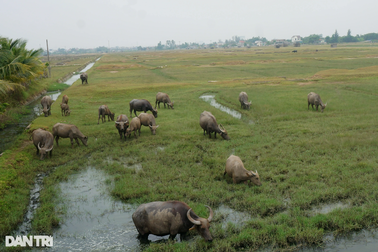 Công làm muối không bằng phụ hồ, diêm dân bỏ nghề, đồng để hoang