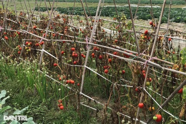 Rau củ thối rữa vứt đầy ruộng, nông dân Chí Linh nợ cả tỷ đồng tiền vay vốn