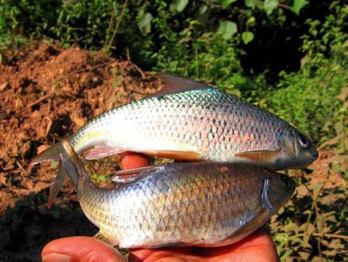 Loài cá kỳ lạ ví như lộc trời ban cho người Tây Bắc, giới nhà giàu đang săn lùng - 1 Loài cá kỳ lạ ví như lộc trời ban cho người Tây Bắc, giới nhà giàu đang săn lùng - 1