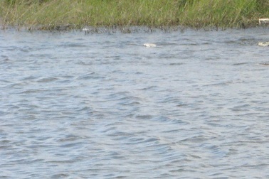 Hai bé gái tử vong dưới con mương gần nhà