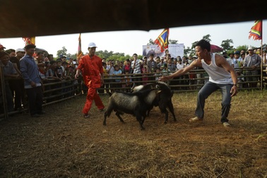 Hình ảnh về sức hấp dẫn của văn hóa truyền thống