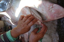 Cá mập sa lưới tại vùng biển Quy Nhơn