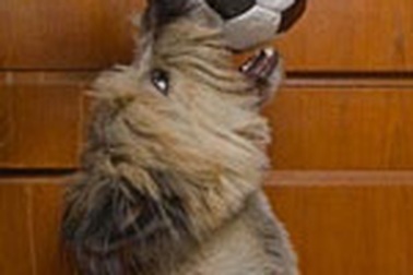 Hô hấp nhân tạo cho… chó