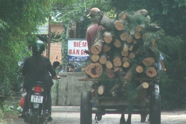 Lợi dụng lấy thực bì để “rút ruột” rừng phòng hộ