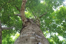 Hà Tĩnh: Về “thủ phủ” cây gió trầm xem lấy trầm hương