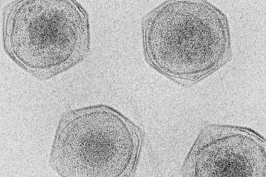 Phát hiện hơn 230 virus khổng lồ, kích thước vượt xa thông thường