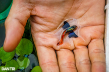 Ba chàng trai kết cạ làm giàu, tuyển... cá cho đại gia