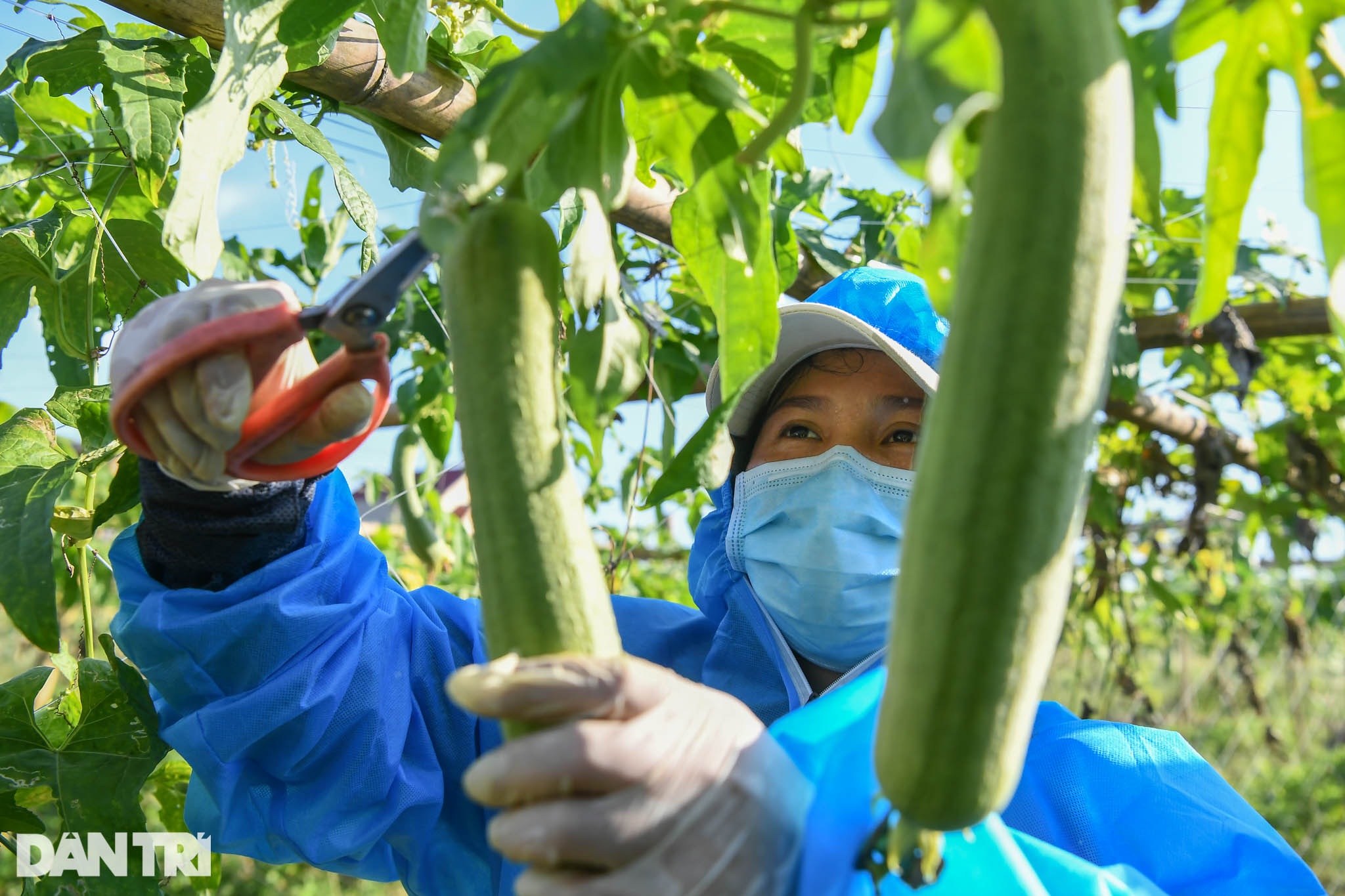 Tâm dịch Bắc Ninh: Nông dân không ra đồng, lúa và hoa màu tự chất đầy nhà - 15 Tâm dịch Bắc Ninh: Nông dân không ra đồng, lúa và hoa màu tự chất đầy nhà - 15