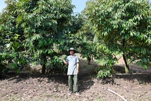 Nông dân huyện Khánh Sơn, Khánh Hòa thoát nghèo nhờ trồng sầu riêng