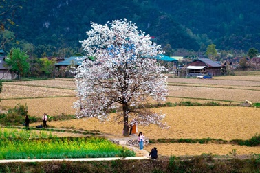 Cây lê cô đơn ở Cao Bằng có gì đặc biệt khiến cả trăm khách ghé mỗi ngày?