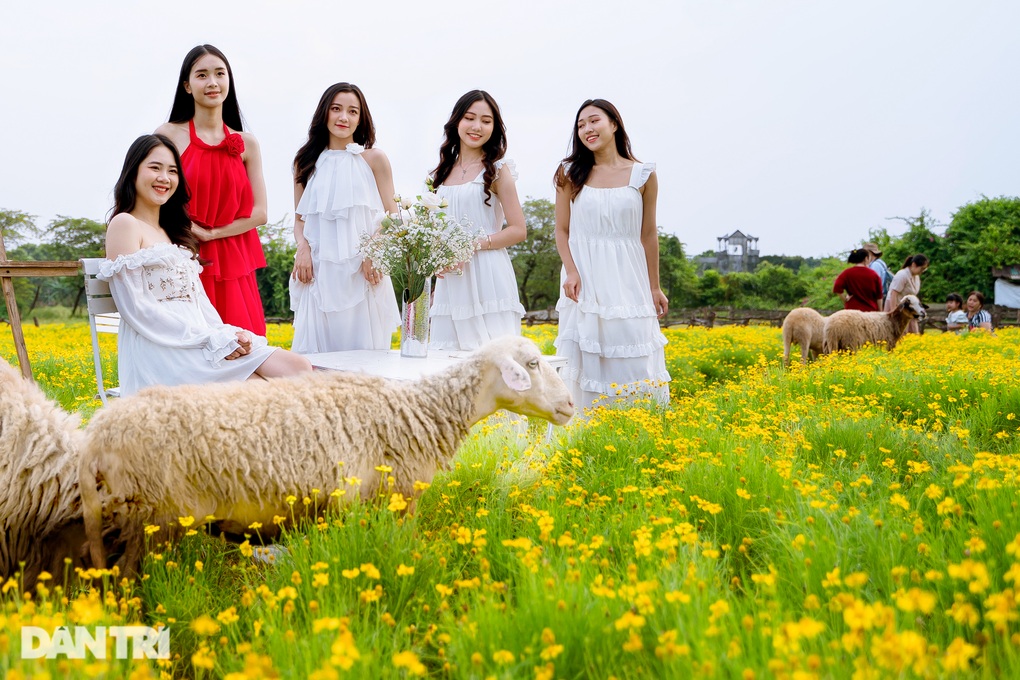 Lạc vào cánh đồng hoa vàng óng như trời Tây ở Hà Nội - 5 Lạc vào cánh đồng hoa vàng óng như trời Tây ở Hà Nội - 5