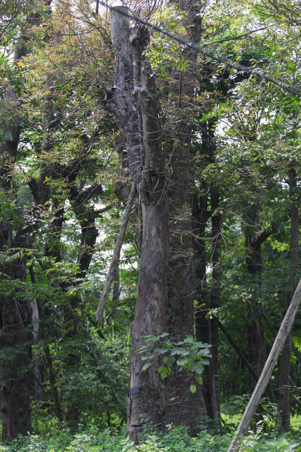 Cảnh chết mòn của hàng cây cổ thụ bị di dời để thi công metro Nhổn - Ga Hà - 4 Cảnh chết mòn của hàng cây cổ thụ bị di dời để thi công metro Nhổn - Ga Hà - 4
