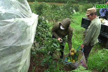 Loại quả đặc sản trồng ở vùng núi giá cao vẫn "cháy" hàng