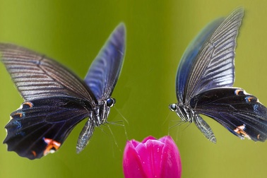 Phát hiện hành vi ghê rợn của loài bướm