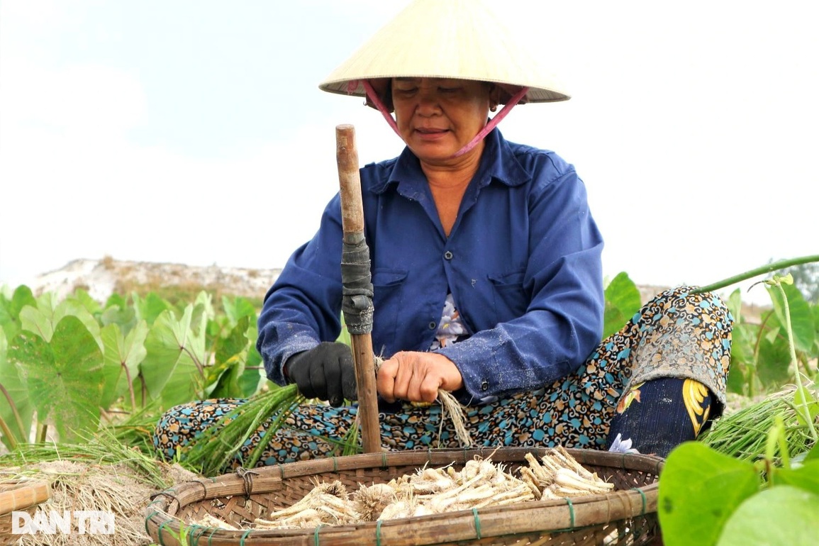 Giá kiệu tết tăng, nông dân bỏ túi hàng chục triệu tiền lãi mỗi sào - 8 Giá kiệu tết tăng, nông dân bỏ túi hàng chục triệu tiền lãi mỗi sào - 8