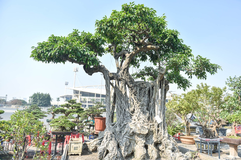 Cây sanh quê ôm đá giá 700 triệu đồng, chờ đại gia đón về chơi Tết - 5 Cây sanh quê ôm đá giá 700 triệu đồng, chờ đại gia đón về chơi Tết - 5