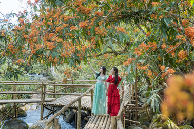 Mê mẩn với sắc vàng anh đỏ rực giữa di sản Phong Nha - Kẻ Bàng