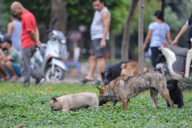 Chó thả rông, không rọ mõm tung tăng khắp các công viên ở Hà Nội