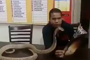 Rợn người chàng trai thân mật với rắn hổ mang cực độc