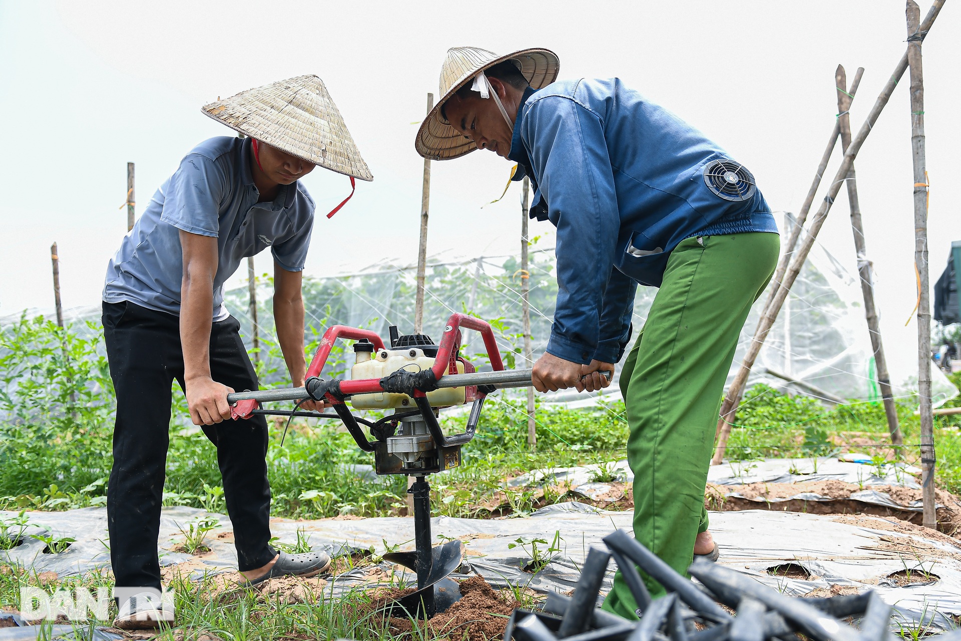 9X Hà Nội cầm 10 triệu đồng, liều lĩnh trồng nho không hạt thu lời tiền tỷ - 4 9X Hà Nội cầm 10 triệu đồng, liều lĩnh trồng nho không hạt thu lời tiền tỷ - 4