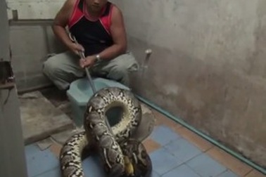Kinh hãi phát hiện trăn “khủng” dài hơn 6m nấp trong toilet