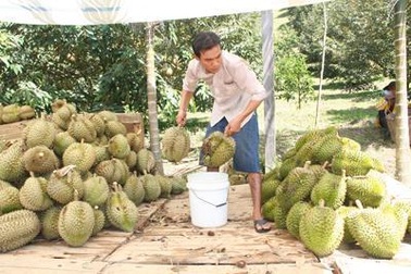 Xử phạt Công ty sản xuất phân bón... “ép chín” trái cây