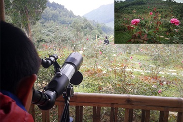 Chủ trại hồng tiếc nuối vì dịch corona ngăn khách đến ngắm mùa hoa đẹp nhất