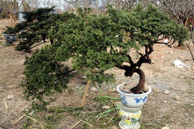 Bán cây cảnh có tên trong sách đỏ ở hội hoa xuân