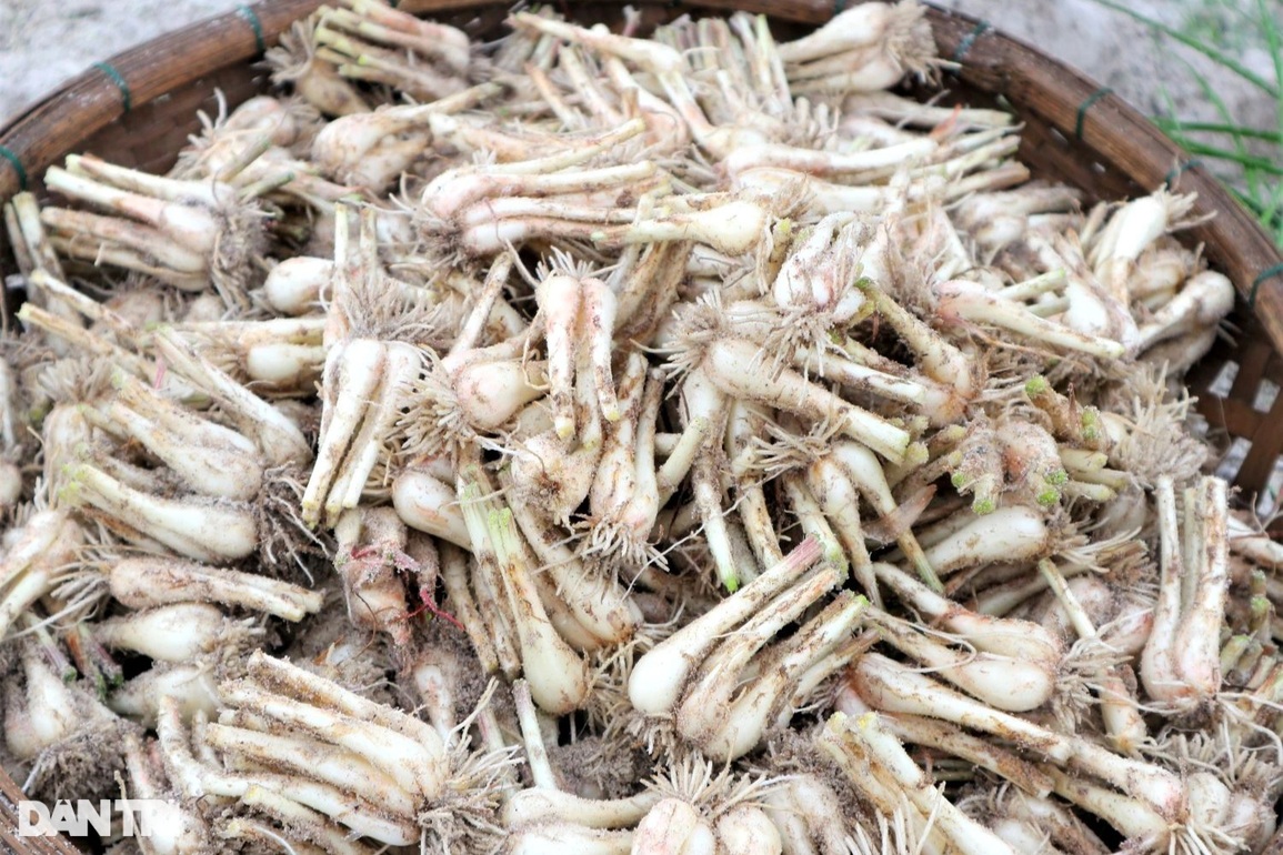 Giá kiệu tết tăng, nông dân bỏ túi hàng chục triệu tiền lãi mỗi sào - 4 Giá kiệu tết tăng, nông dân bỏ túi hàng chục triệu tiền lãi mỗi sào - 4