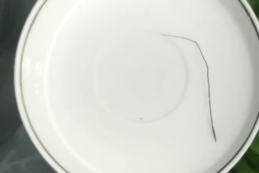 Hạt giống cỏ Pili chuyển động khi gặp nước