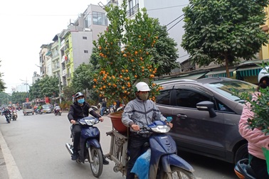 Hà Nội: Người chở đào, quất thuê mong kiếm thêm thu nhập dịp cận Tết