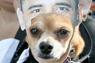 “Choáng” trang phục Halloween dành cho cẩu