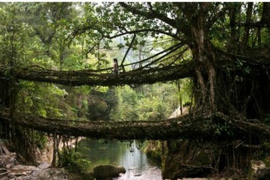 Ngắm cây cầu như “tuyệt tác nghệ thuật giữa thiên nhiên”