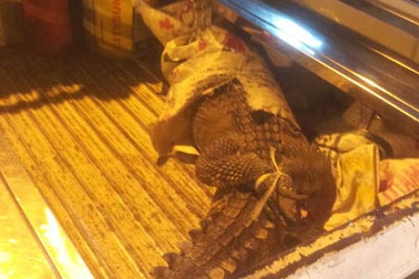 TPHCM: Cá sấu rơi giữa đường Nguyễn Thị Minh Khai