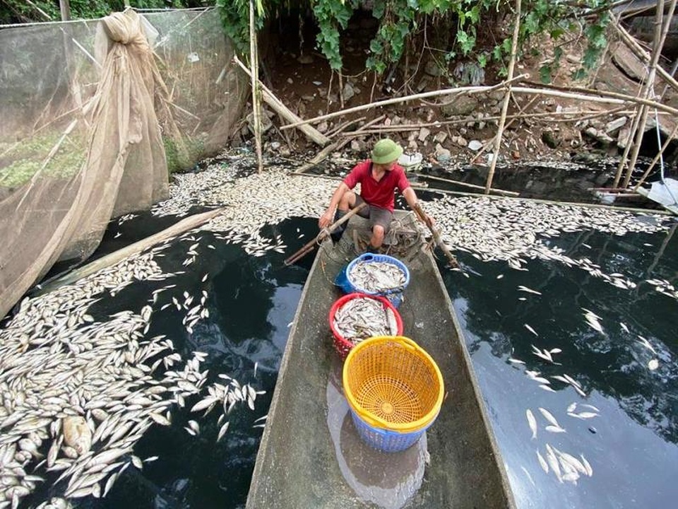 Dân khóc ròng vì cá quây, cá lồng chết trắng sông Châu - 2 Dân khóc ròng vì cá quây, cá lồng chết trắng sông Châu - 2