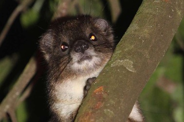 Tìm thấy loài động vật có vú kì lạ chưa từng được biết ở Kenya